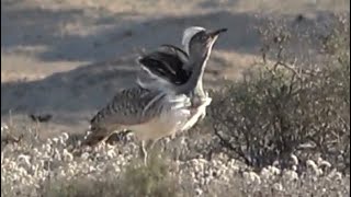 Displaying Houbara Bustard Birds of Lanzarote [upl. by Arual]