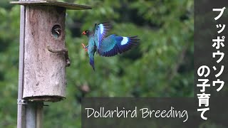 Dollarbird Breeding ブッポウソウの子育て 【野鳥撮影野鳥動画】 [upl. by Flemming]