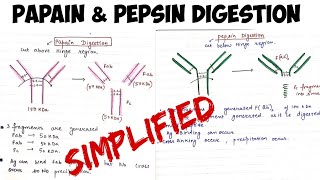 Papain and Pepsin digestion of Antibodyimmunology [upl. by Coulter]