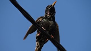 Śpiew szpaka Sturnus vulgaris  Common starling song [upl. by Parsaye]