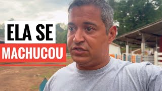 OLHA O QUE ACONTECEU COM O SÍTIO QUANDO ESTIVE AUSENTE [upl. by Noned302]