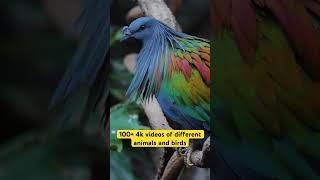 Nicobar pigeon full video on our channel [upl. by Acemat]