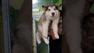 super giant alaskan malamute puppy [upl. by Amund842]