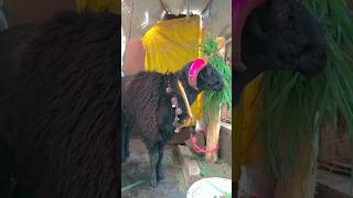 ಕಡೂರ್ ಉತ್ತರ ಕರ್ನಾಟಕ sheepfarmingsheeploversheeplifetrendingshortsshortsviral shorts [upl. by Jehias377]