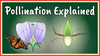 Pollination Explained [upl. by Llekcir]