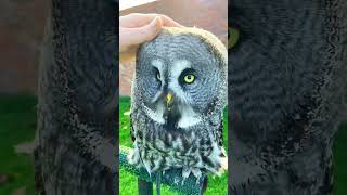 The great and Giant Gray owl in the planet owl shorts shortvideo youtubeshorts [upl. by Kral]