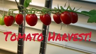 Indoor Grown Vine Ripened Tomatoes  Harvest Time [upl. by Ccasi]