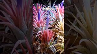 Tillandsia airplants shorts [upl. by Deena]