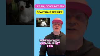 Caring for Your Sealyham Terriers Coat petzpaws learndontreturn sealyhamterrier dogbreed [upl. by Staffan]