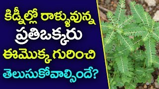 నేల ఉసిరి ఉపయోగాలు  కిడ్నీలో రాళ్ళు nela usiri benefits in telugu [upl. by Goodrow]