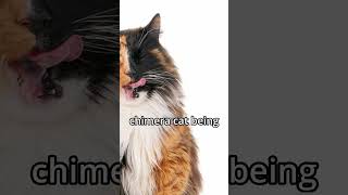 quotChimera Cat A Genetic Marvel You Wont Believequot [upl. by Oniliuqnart]