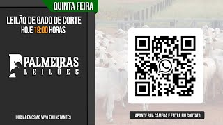 Leilão de gado para cria recria e engorda Palmeiras Leilões [upl. by Apur]