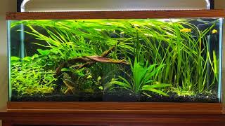 Know more about Vallisneria the Aquarium plant [upl. by Aivad]