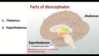 Diencephalon  parts of diencephalon [upl. by Egiedan]