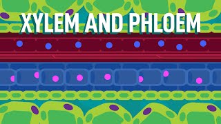 Transport in plants  Xylem and Phloem  GCSE Biology 91 [upl. by Latvina]