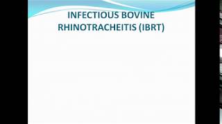 Infectious bovine rhinotracheitisIBRT ppt [upl. by Frederik951]