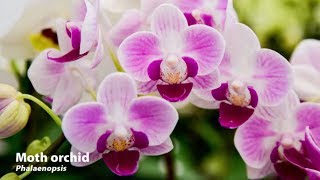 How to Grow Orchids  Mitre 10 Easy As Garden [upl. by Anadal834]