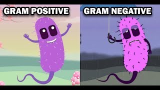 GRAM POSITIVE VS GRAM NEGATIVE BACTERIA [upl. by Ellemaj]