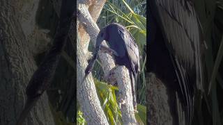 Anhinga Enjoying a Scratch [upl. by Yllah]