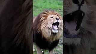 Abhi to bol raha tha ki mai Savaser hu ￼😂 shorts funny funnyvideo lion [upl. by Tryck684]