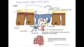 Mucosa associated lymphatic tissue [upl. by Barthel]