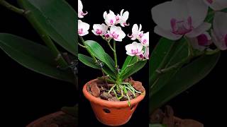 Try this method of expert orchid growers orchids will bloom more and longer plants orchid short [upl. by Jorie]