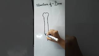 structure of bone  long bone  human anatomy and physiology biology shortvideo shorts ytshorts [upl. by Alaj]