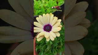 Osteospermum  Dimor  African Daisy  Dimorpotheca  Six Color  Multi Color [upl. by Nowujalo]