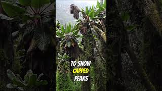 Discover the Magic of the Rwenzori Mountains Ugandas Hidden Gem 🌄🌿uganda [upl. by Veda]