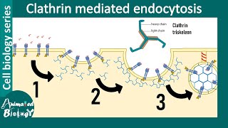 Clathrin mediated endocytosis overview [upl. by Clements]