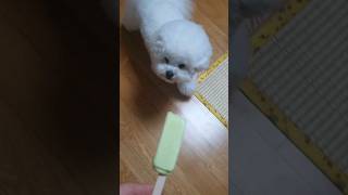 참을성이 대단한 비숑 강아지 A very patient Bichon puppy 강아지 [upl. by Ulrica]