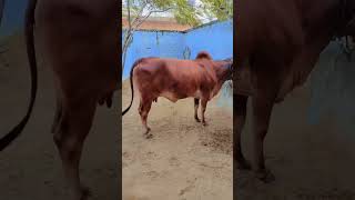 Gir cow video cow shortfilm trending cowcow shortvideo viralshort cowes [upl. by Rafaela]