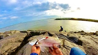 Monsoon fishing in maple breakwaters  Barramundi catch on Red head eel fish  Best lure for season [upl. by Htilil587]