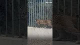 Los Agentes Forestales de Madrid localizan un ejemplar de lince ibérico en Boadilla del Monte [upl. by Nolita]