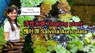 分享水草愧叶蘋 Salvinia auriculata 浮萍浮水性植物生態水草缸遮光淨化水質愧叶萍 [upl. by Ettinger]