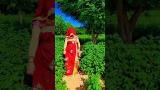 rajasthanisong rajasthan marwadisong marwadistatus shortsfeed shortvideo rajasthani dance [upl. by Ahsatsana]