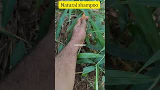 natural shampoo plantswhich plant gives natural shampoo flowerGinger plantinsulin plants [upl. by Naul]