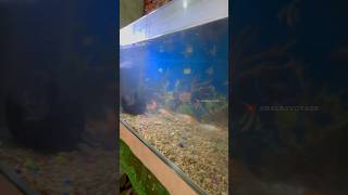 Setup new aquarium motor  new air pump [upl. by Naols373]