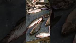 Beara fish market ShortYiutube ViralShort Video [upl. by Aihsenat]