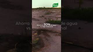 KNORR  AGRICULTURA REGENERATIVA  RIEGO POR GOTEO [upl. by Wymore]