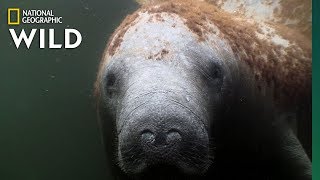 Manatees Are the quotSea Cowsquot of the Coasts  Nat Geo Wild [upl. by Crawford]