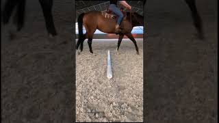 Stangenarbeit reiten stangenarbeit trail westernreiten quarterhorse horses pferde ewu [upl. by Suqram116]