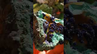 Azurite malachite and limonite associationlike azurite art [upl. by Cuthbert]