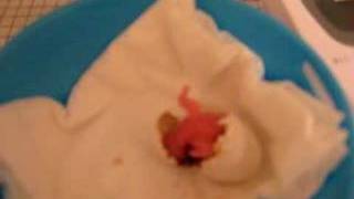 Baby Jenday Conure Hatching [upl. by Handal]