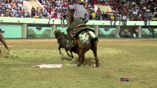 Rodeo Feria Ganadera 2013 [upl. by Toille]