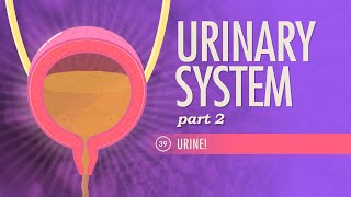 Urinary System Part 2 Crash Course Anatomy amp Physiology 39 [upl. by Raab334]