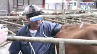 Bovine ultrasound explained with an EasiScan from BCF [upl. by Calabrese]