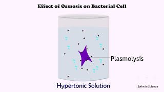 Effect of Osmosis on bacterial cell [upl. by Madda]