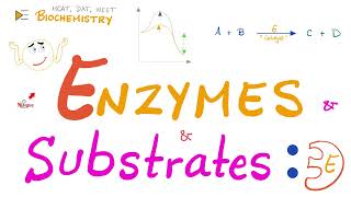 Enzyme Activity  Enzyme and Substrate  Key and Lock Theory vs Induced Fit Model  Biochemistry 🧪 [upl. by Sigismond]