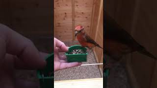 Common Crossbill cock feeding [upl. by Assirehc]